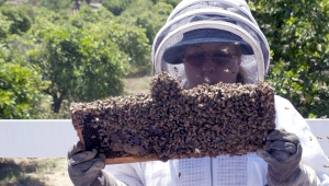 Пчеловодство