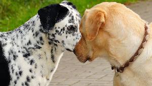 Собаководство