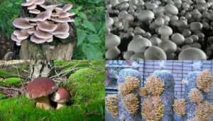 Грибоводство