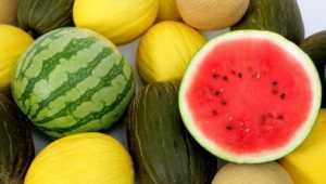 бахчеводство