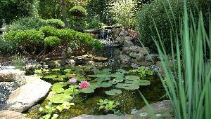 Растения для пруда